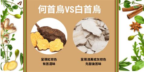 白首烏功效